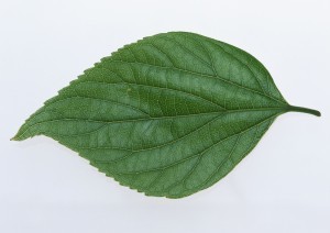 Plant Leaves