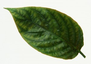 Plant Leaves