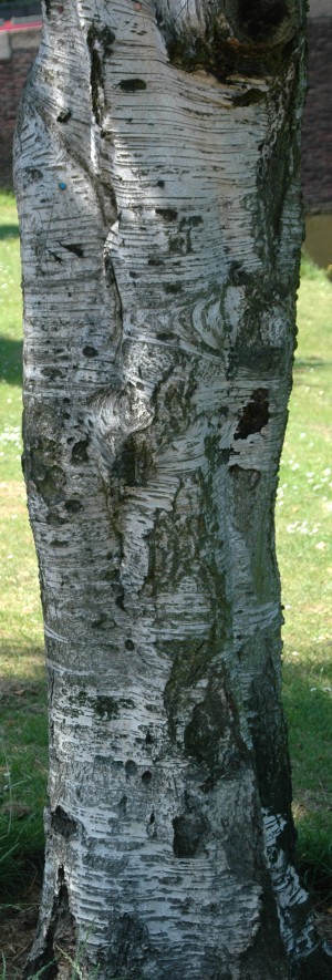 Bark Texture