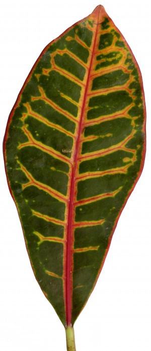 Plant Leaves