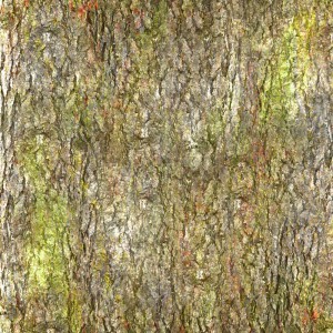 Bark Texture