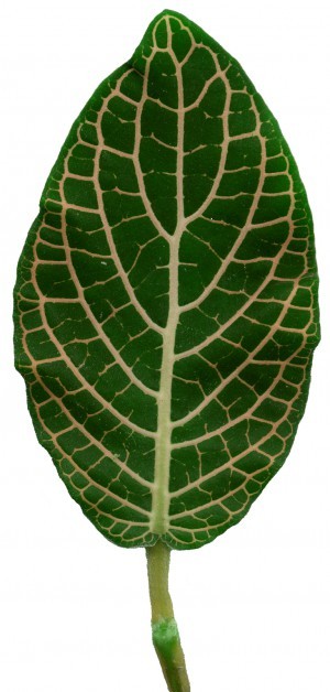 Plant Leaves