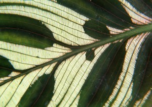 Plant Leaves