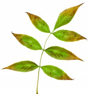 Plant Leaves