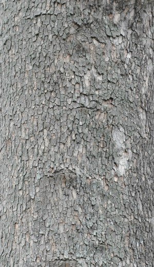 Bark Texture