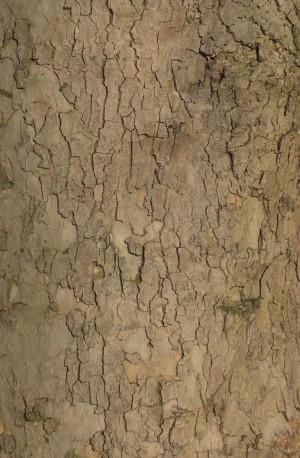 Bark Texture