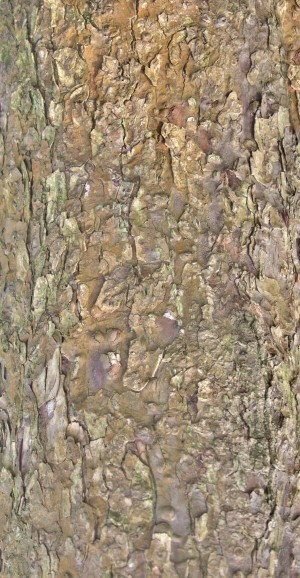 Bark Texture