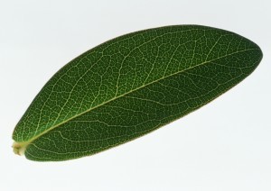 Plant Leaves