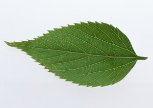 Plant Leaves