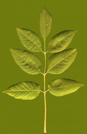 Plant Leaves