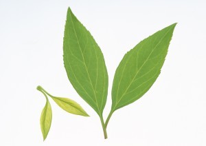 Plant Leaves