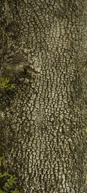 Bark Texture