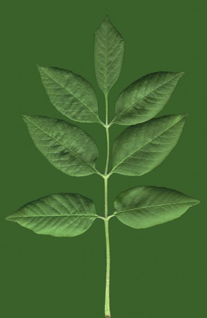 Plant Leaves