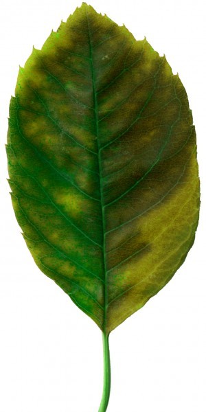 Plant Leaves