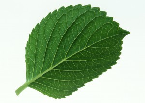 Plant Leaves