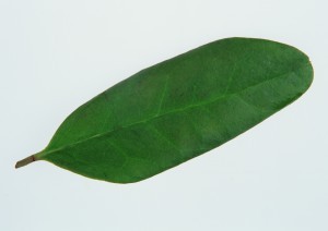 Plant Leaves