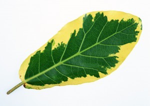 Plant Leaves