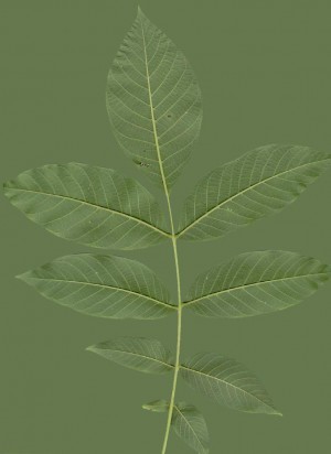 Plant Leaves