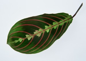 Plant Leaves