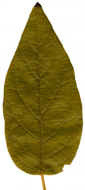 Plant Leaves