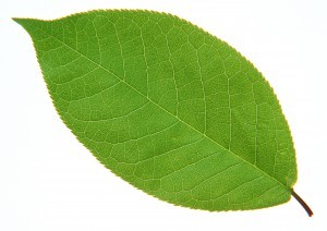 Plant Leaves