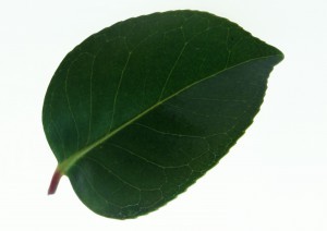 Plant Leaves