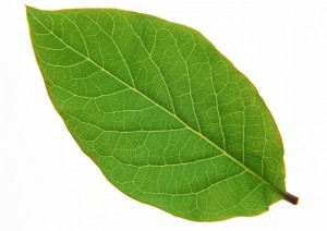 Plant Leaves