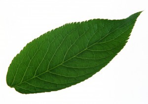 Plant Leaves