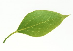 Plant Leaves