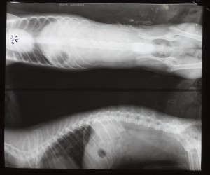 动物X射线-ID:4041764