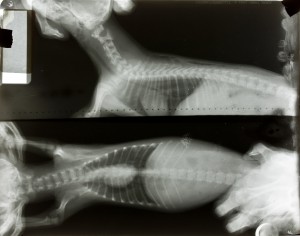 动物X射线-ID:4041776
