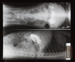 动物X射线-ID:4041780
