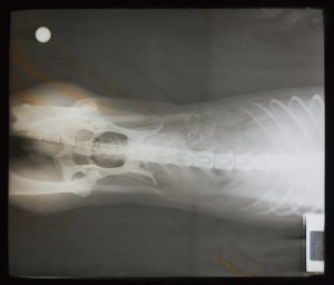 动物X射线-ID:4041784