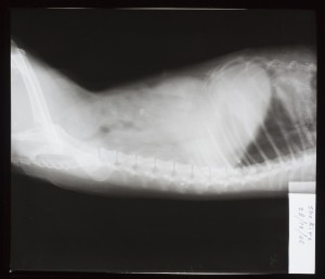 动物X射线-ID:4041793