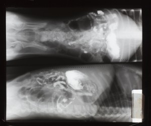 动物X射线-ID:4041812