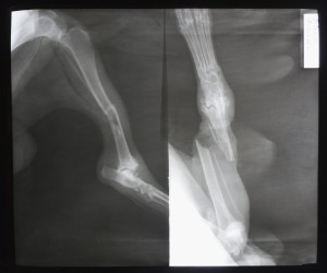 动物X射线-ID:4041813
