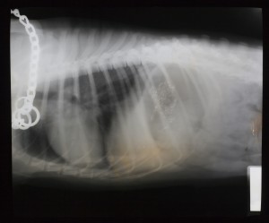 动物X射线-ID:4041817