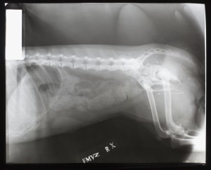 动物X射线-ID:4041820