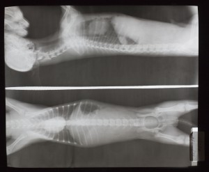 动物X射线-ID:4041826