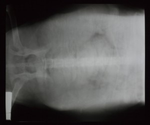 动物X射线-ID:4041828