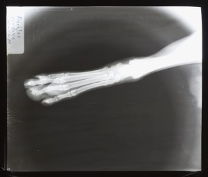 动物X射线-ID:4041837