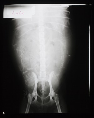 动物X射线-ID:4041843