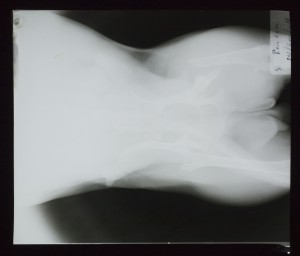 动物X射线-ID:4041851